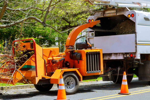 Best Dead Tree Removal  in Bridgewater Center, NJ